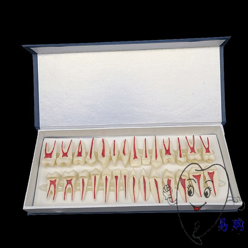 牙科 2倍牙髓模型 28颗牙齿解剖面牙神经髓腔根管教学展示具 包邮