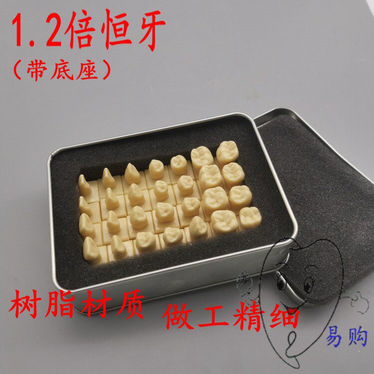 牙科 1.2倍恒牙模型 离体牙解刨示范 雕牙指导 带基台牙冠 包邮