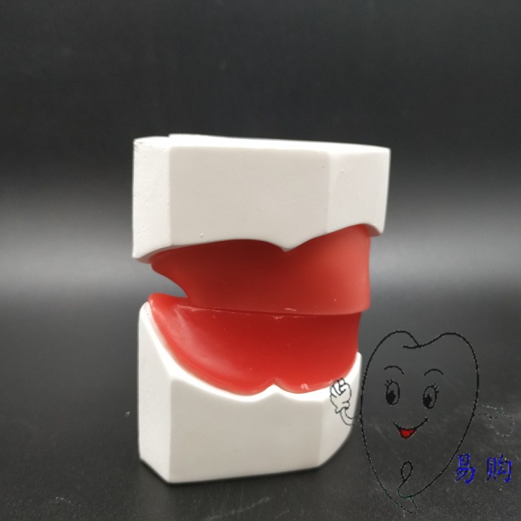 牙科 蜡堤模型 口腔技工实习排牙 义齿蜡型基托排列 带底座 包邮