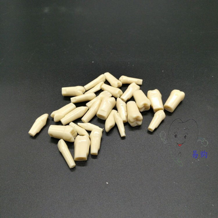 日进模型替换牙粒高硬度塑胶牙齿执考口腔教学备牙实作训练10颗包邮