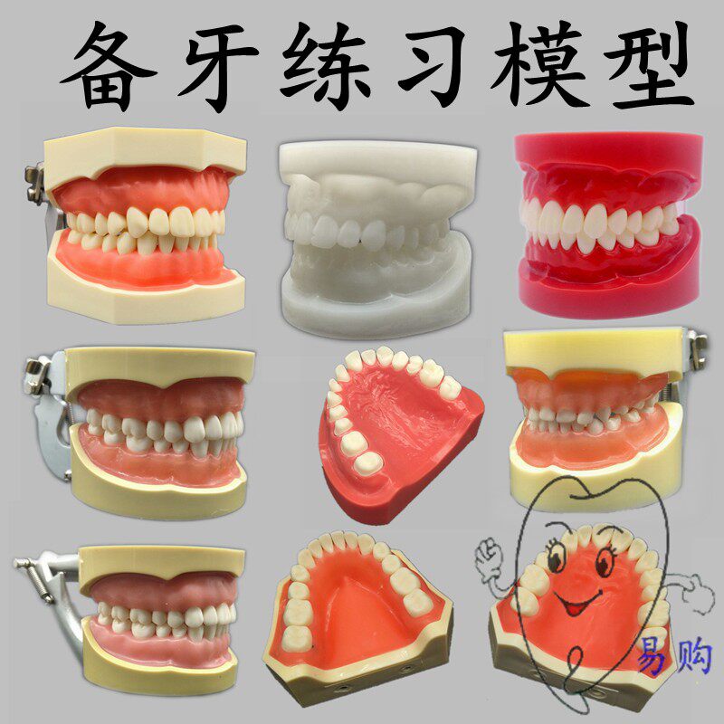 牙科备牙标准牙模型 白刚玉仿真牙列可拆式口腔教学模型包邮