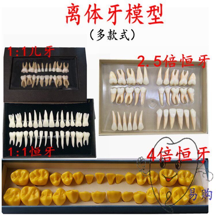 仿真离体牙 1倍2倍3倍4倍15倍恒牙模型  乳牙齿解刨雕牙指导 包邮