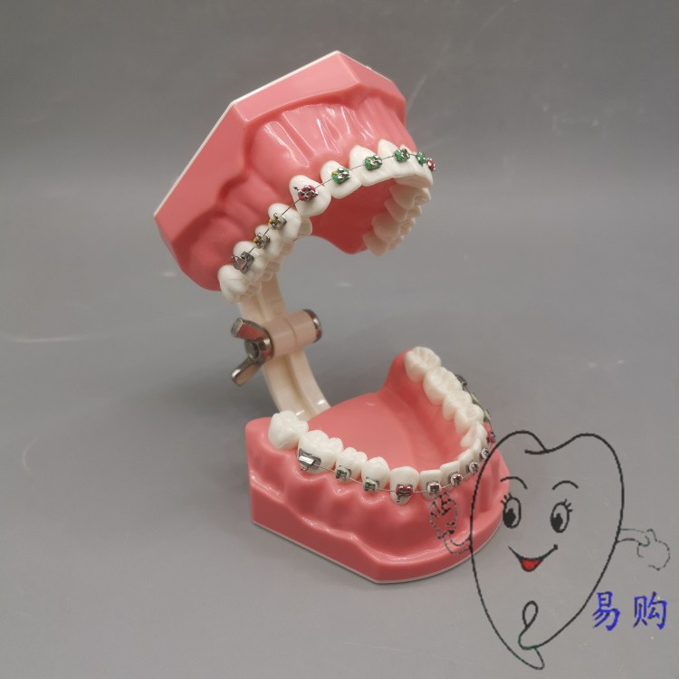 7010-2 带托槽刷牙指导模型 牙齿正畸模型 矫正示范弓丝结扎 包邮