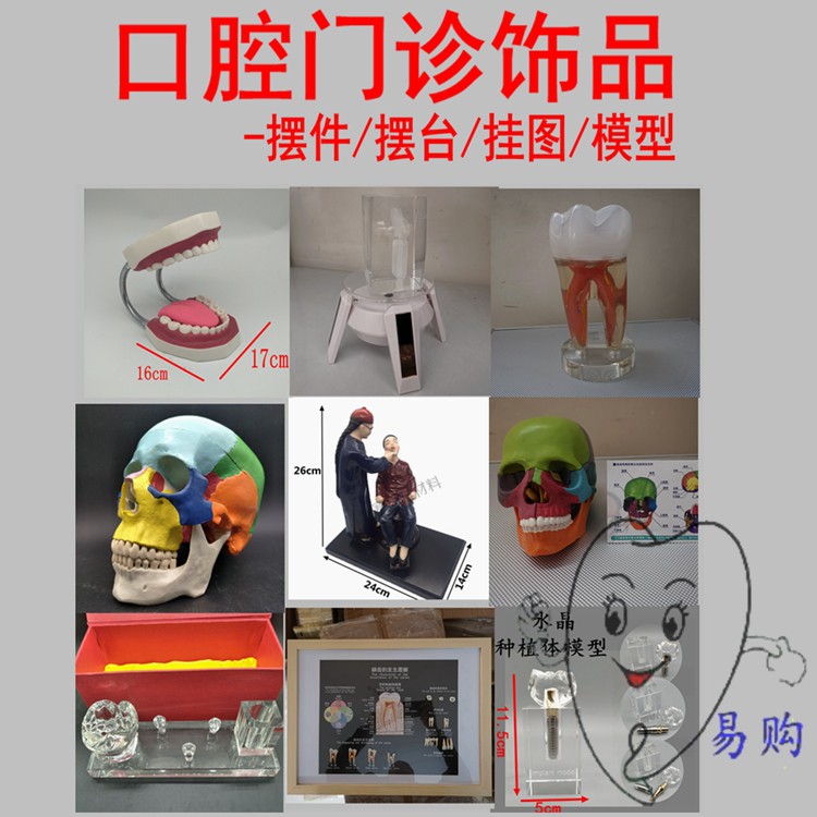 牙科教学大牙齿模型 可拆分头骨种植解剖模型 医学教学用