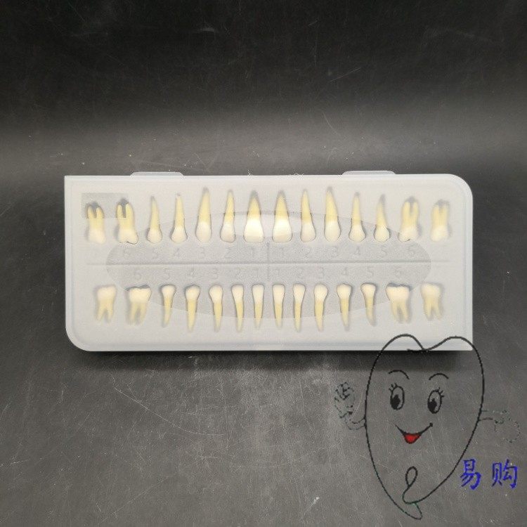 牙科 全口28颗恒牙模型 仿真牙 7021 双色离体牙齿解刨示范 包邮