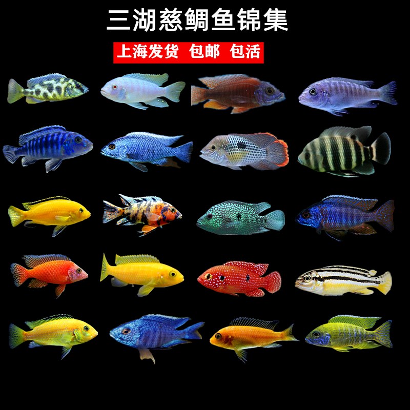 三湖慈鲷鱼活体非洲王子马鲷杂鲷热带鱼小型淡水蓝阿里鲷鱼观赏鱼 三湖慈鲷鱼活体非洲王子马鲷杂鲷热带鱼小型淡水蓝阿里鲷鱼观赏鱼