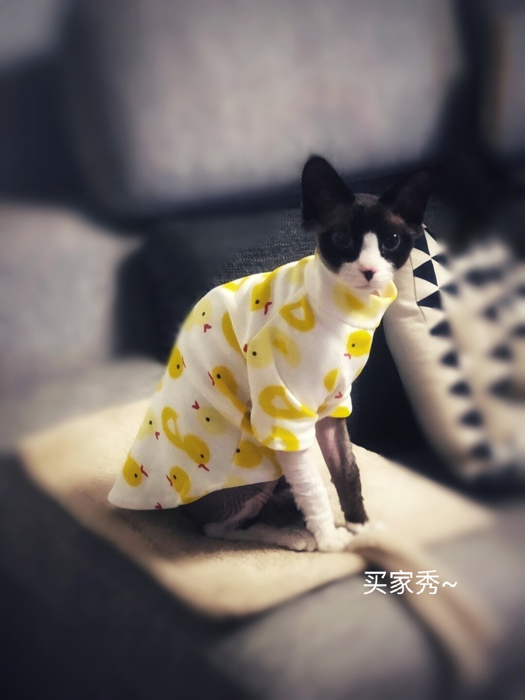 Sphinx hairless cat clothes Devon pet dog baby pure cotton stretch spring, summer and autumn new micro-private workshop