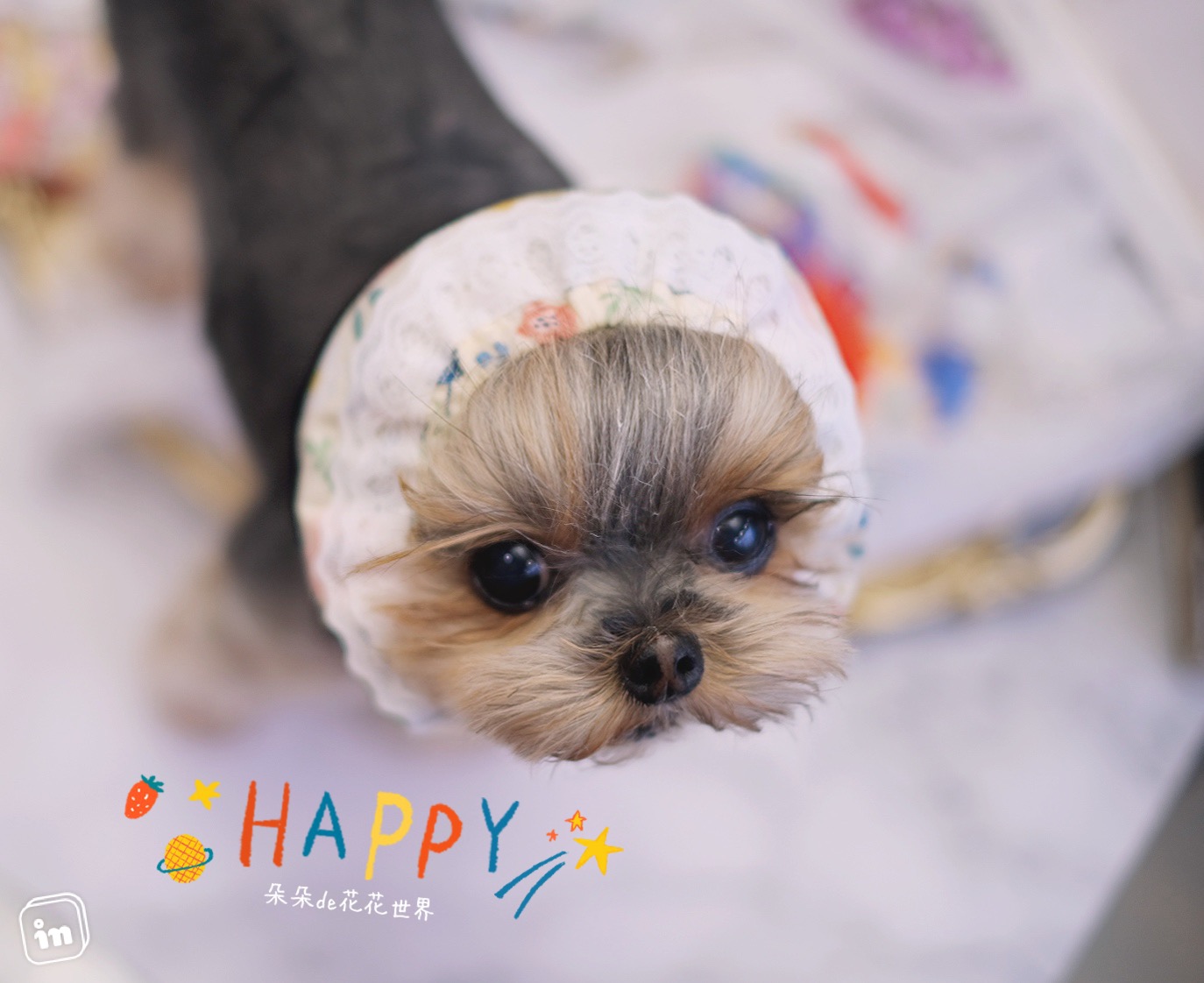 Pet Cat Dog Headgear Small Body Marzis Dining Headgear Hair with Teddy Yorker Chaquet hair stirrup Accessories Customised