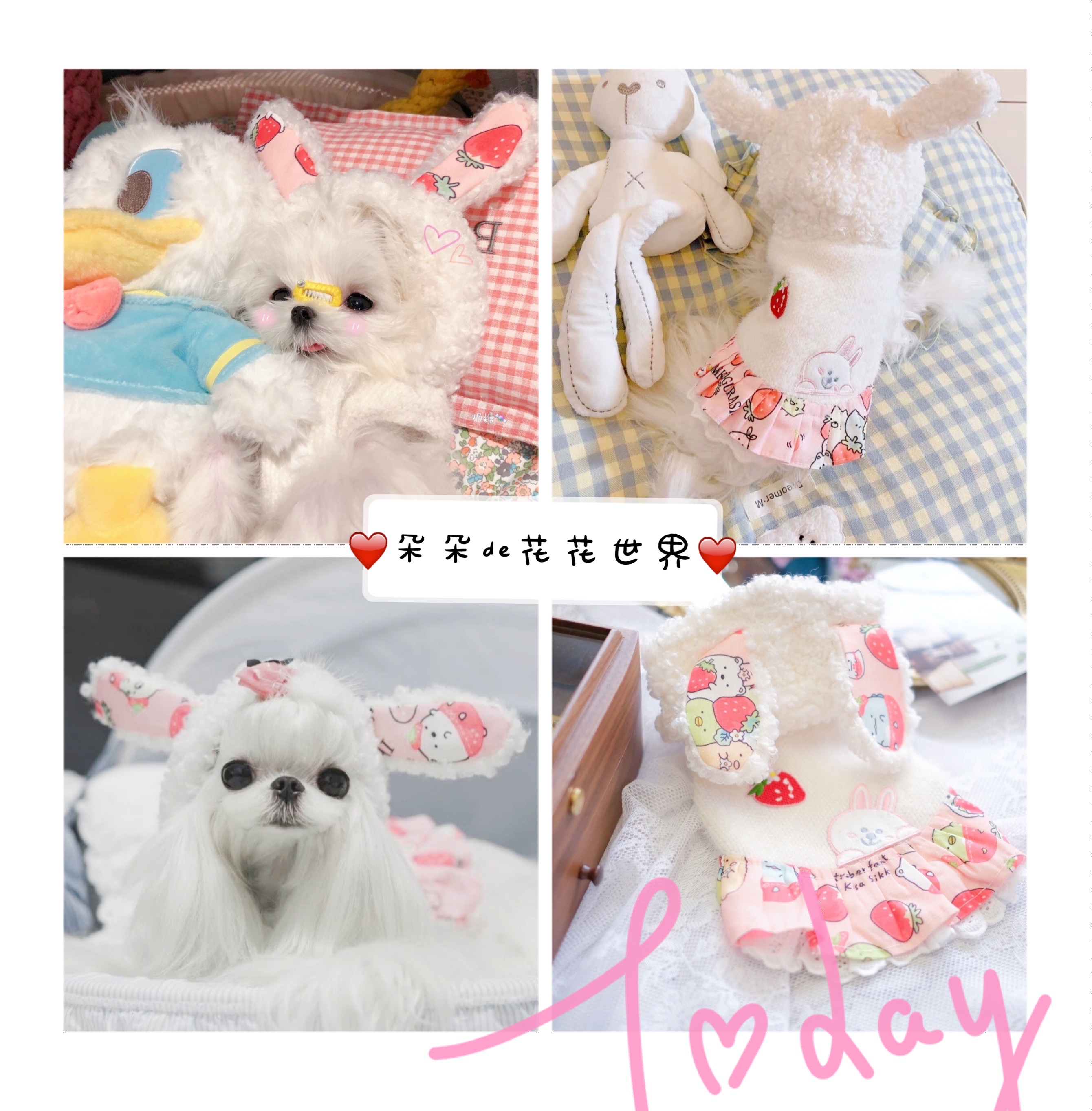 Autumn Winter Pet Dog Small Dog Cat Kitty Dibo Mejok Summer Small Horse Change Body Cute Coat