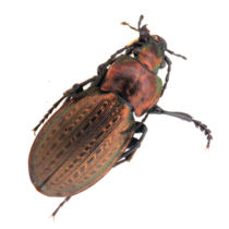 N Library 45 Copper subspecies Carabid SP photography scientific research insect specimen Jilin 20mm A1