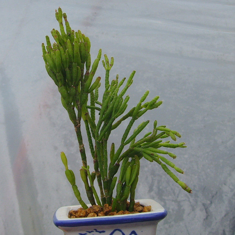 宮殿葦青柳猿戀葦仙人掌科絲葦屬多肉植物防輻射臺珍珠多頭