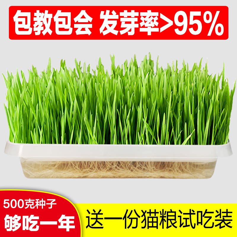 Hairy Cream Seed Cat Set Mint Hydroponics Box Potting Pot to Plant Seed Cat Snacks Hydroponics Hairy Ball Cat Herb