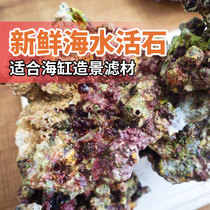Fresh explosion-free algae live stone high calcium deep sea natural live stone seawater tank fish tank open tank landscaping porous culture filter material