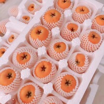 Daliangshan Ningnan farmers produce loquats high-quality large fruits