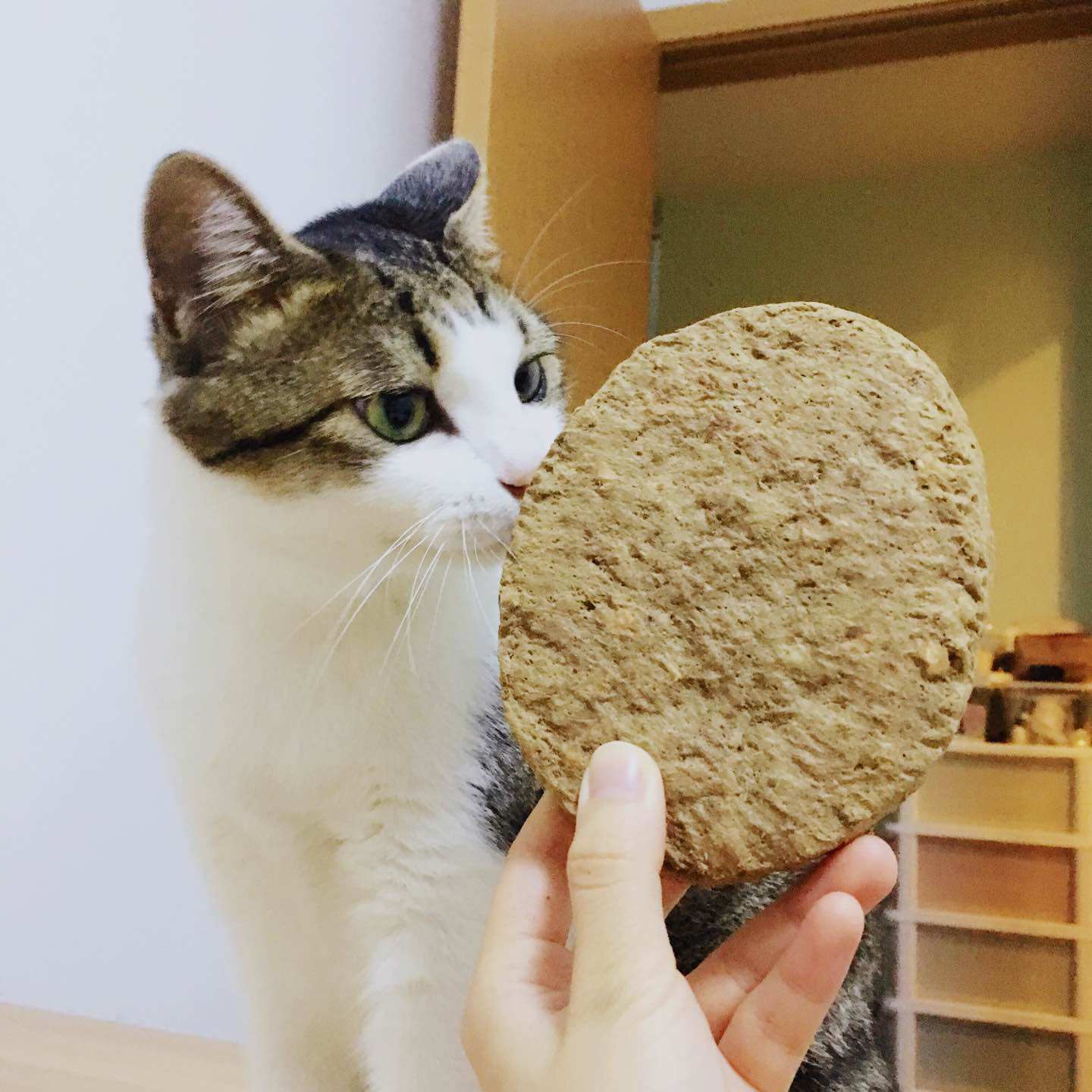 US imports Vital Essentials Vital VE beef pie freeze-dried dog cat food freeze-dried