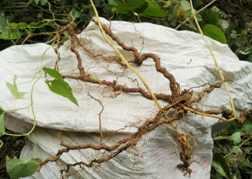 Wild Chinese herbal medicine Tongcheng tiger centering grass Wuhu Tongcheng Blood, a bit of blood and dry products 50 gr