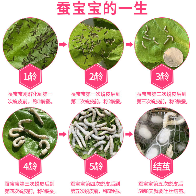 【顺丰当天发】蚕宝宝学生养蚕套装:👶🏻在家也能当小小科学家,蚕宝宝饲养超详细指南!🌿-蚕宝宝-淘宝好物网