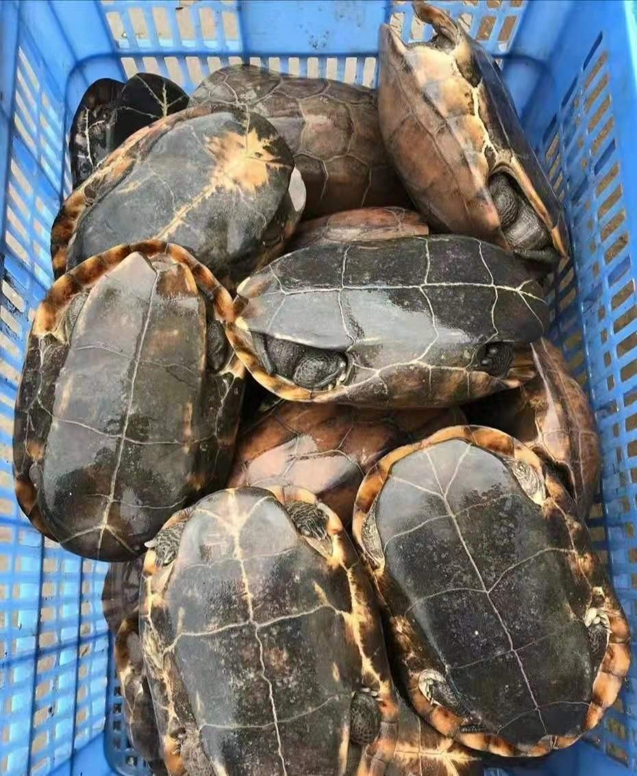 🐢超级幸运来啦！中华草龟特大活体招财乌龟，宠物龟食用包邮送到家！🌟-龟/鳖-淘宝好物网