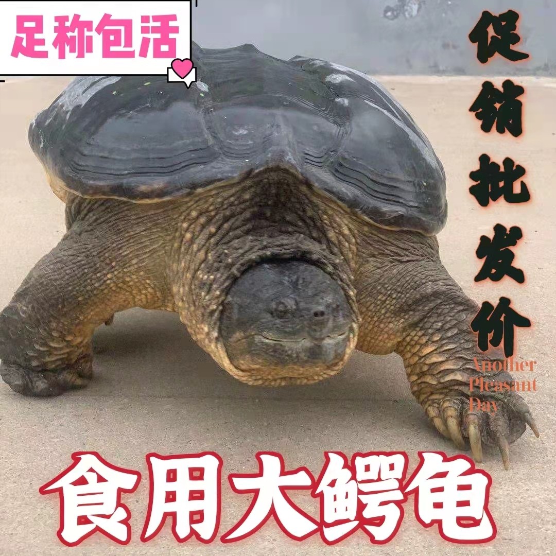 🐢揭秘！北美大型乌龟的秘密基地，冷水肉龟观赏龟来了！🌊-龟/鳖-淘宝好物网