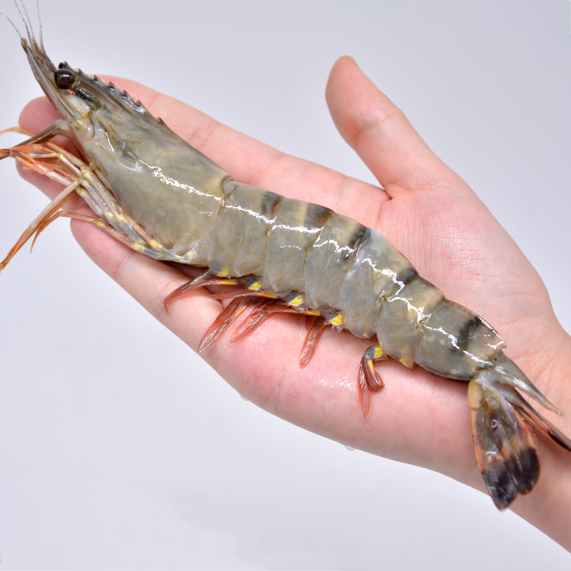 [USD 53.43] Vietnam Tiger Prawn Live Super Large Spotted shrimp 15