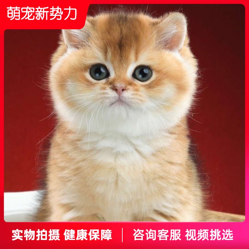 Gold gradient silver gradient net red cat British short-haired cat purebred pet cat live cub kitten gold point silver point