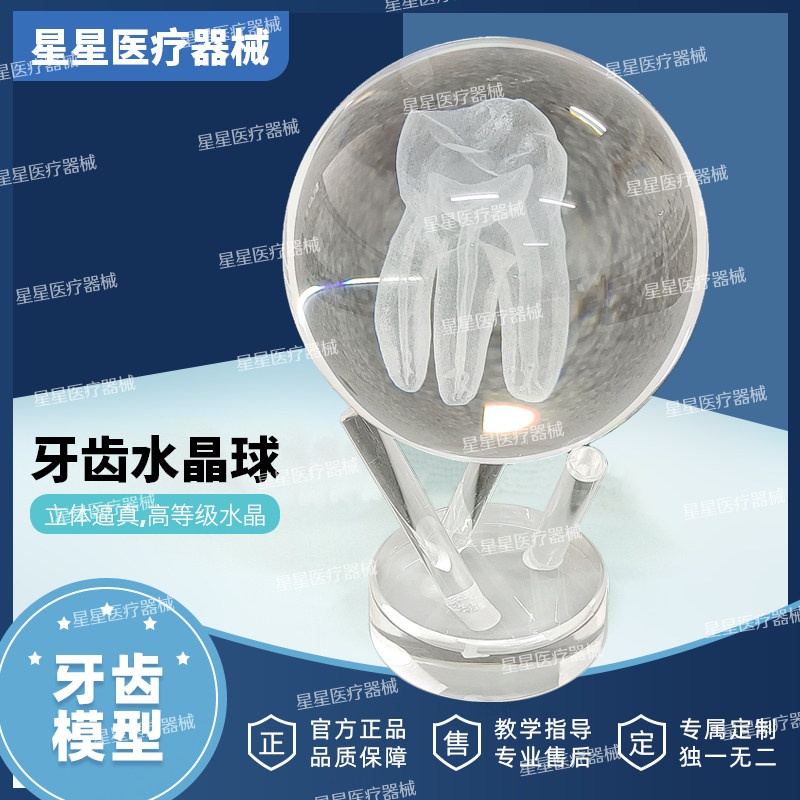 创意桌面装饰摆件牙齿模型水晶摆件医学科研礼品高级感桌面小摆设
