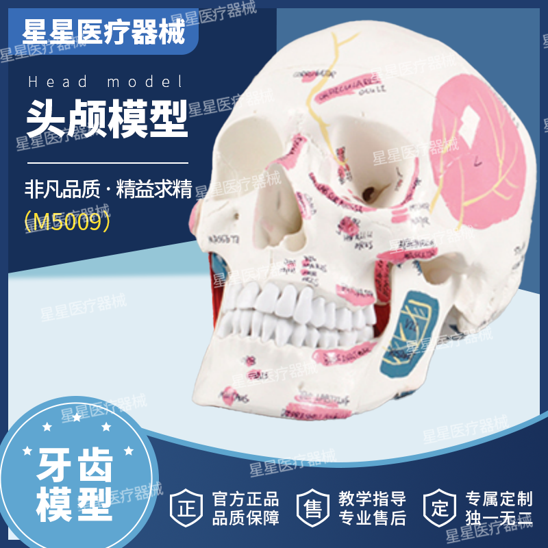 牙科口腔模型彩色头颅骨模型附肌肉起止点附肌肉着色医学标准骷髅