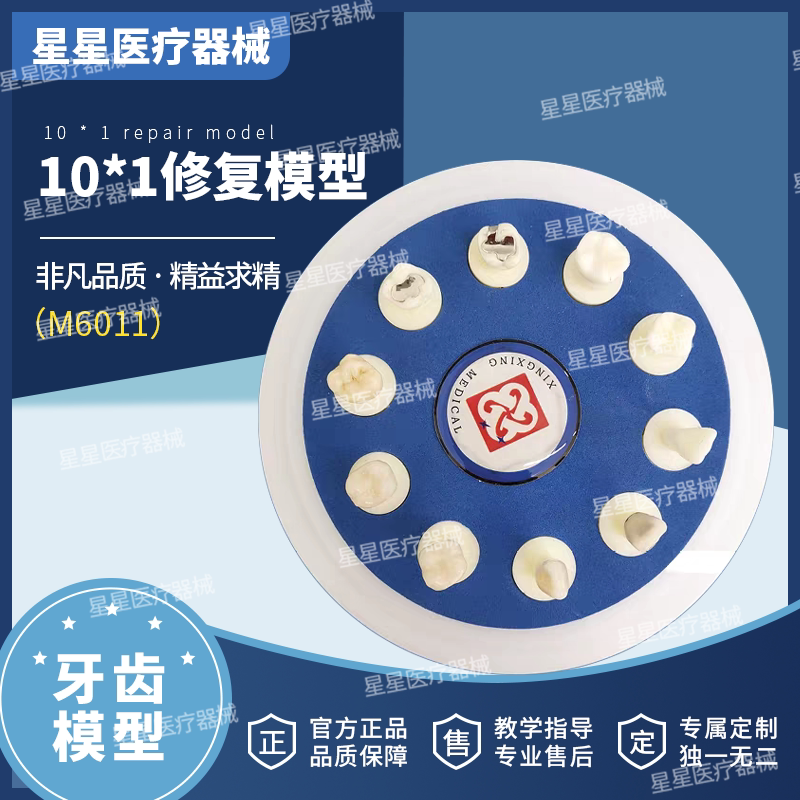 牙齿口腔教学模型陶瓷10*1修复模型修复展示医患沟通交流修复对比