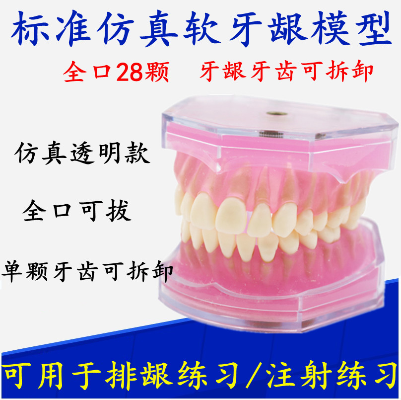 牙科模型口腔科教学模型 练习拔牙模型拆卸牙齿 软牙龈 全口可拔