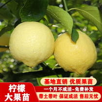 Lemon Sapling fruit sapling Fragrance lemon potted Liglelemon potted ground planted with grafted fruit trees with earth balls