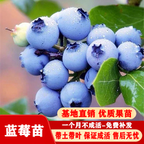 Blueberry Sapling Potted South Northern Fruit Tree Planting Year-round Results Blueberry Seedlings