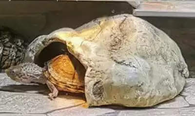 Turtle Hideout Cave Resin Hideout Cave Turtle Villa