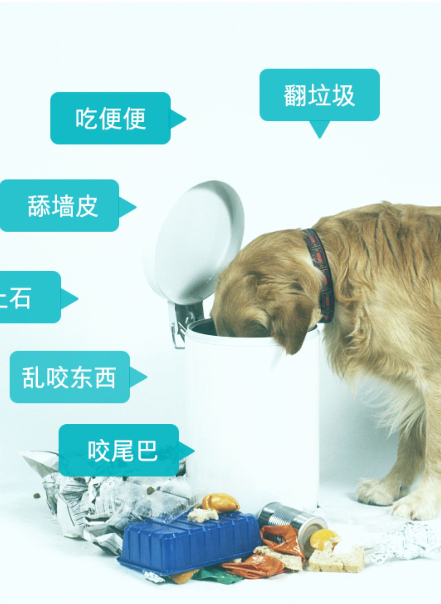 Nguyên tố vi lượng chó Wei Shi Teddy nguyên tố vi lượng thú cưng 160 viên chống mèo và chó ăn phân - Cat / Dog Health bổ sung sữa cho mèo