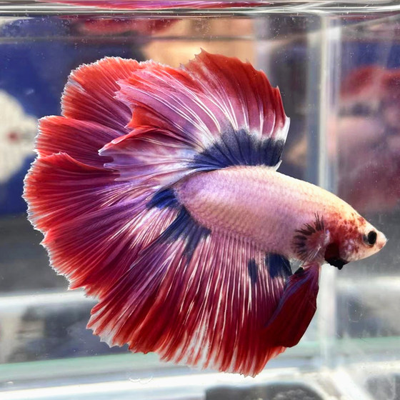 Thai fighting fish boutique wedding tail half-moon lion king horsetail ornamental fish pet fish tropical freshwater fish easy to maintain and durable