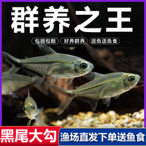 Ornamental fish tropical fish live fish black tail hook Tropical Fresh Water living ornamental pet fish small group tour lantern fish