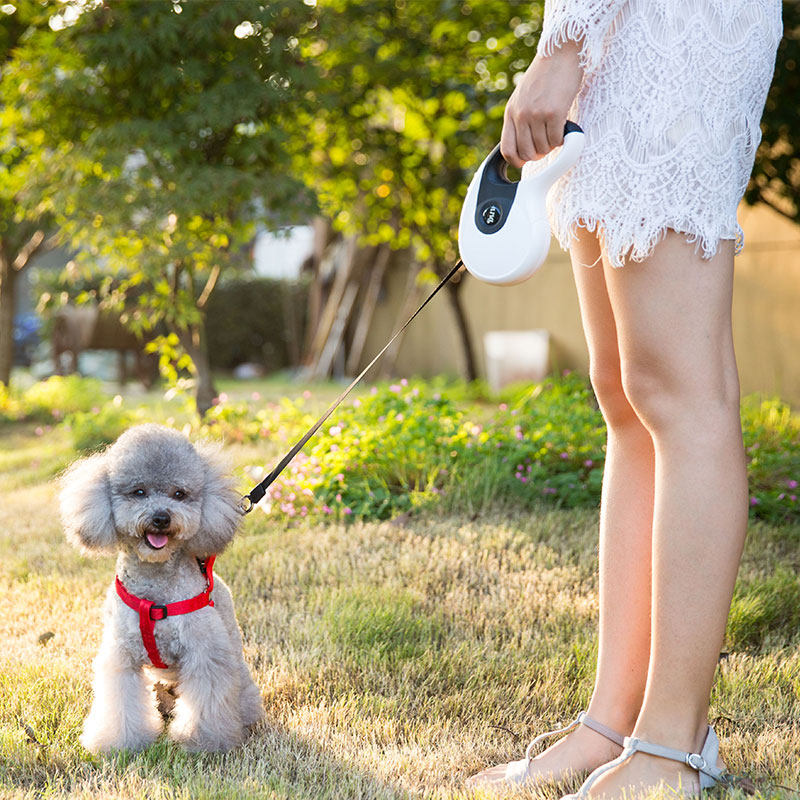 Package rubber anti-slip automatic traction rope Puppy dog Dog Rope Pet Teddy Traction with medium dog small dog Dog Necklace