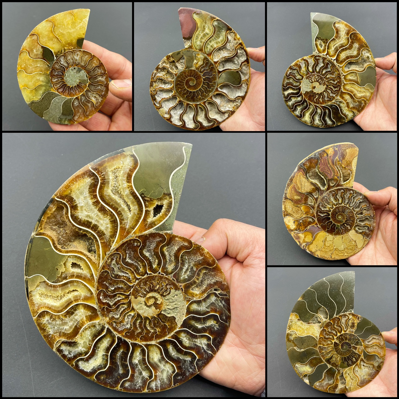 カラフルな巻き貝の天然化石アンモナイト原石巻き貝海洋古生物化石装飾品コレクション標本ギフト