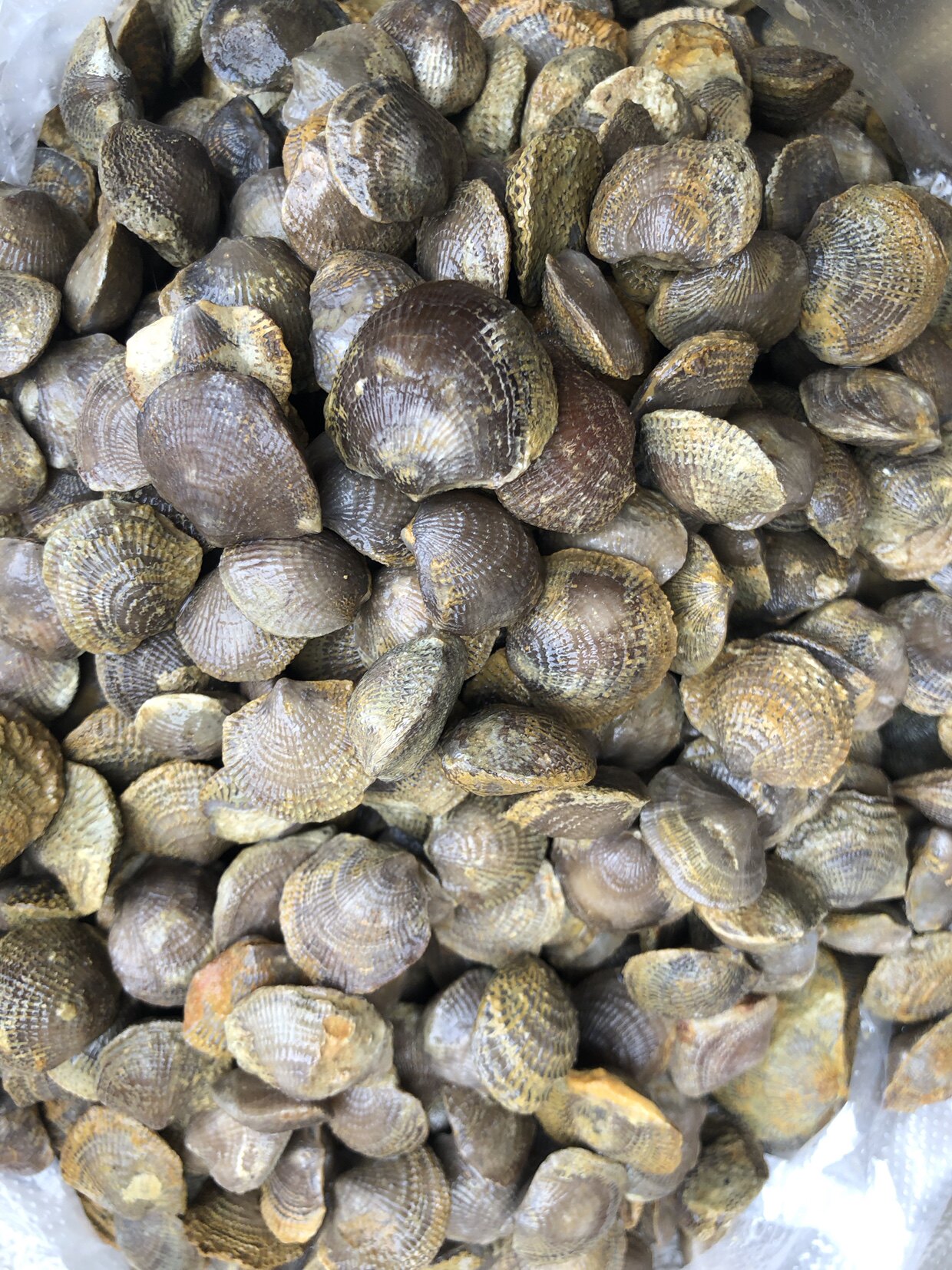 Yunnan Coral Fossil Ancient Bio Fossil Fossil No Cave Bay Eagle Head Bay Gongbei Geological Teaching Specimen-Taobao