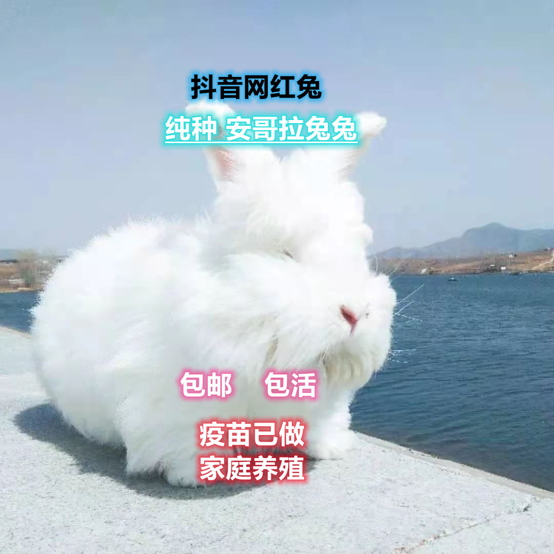 宿舍宠物新宠👑安哥拉巨兔,温柔陪伴每一天🌙-兔-淘宝好物网