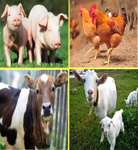 Быстрое растворимый электролитический мультимерный витаминный домашний скот и мультимерная электролитическая электролитическая электролитическая электролитическая электролитическая свинья, скот, овца, курица и птица витатамин