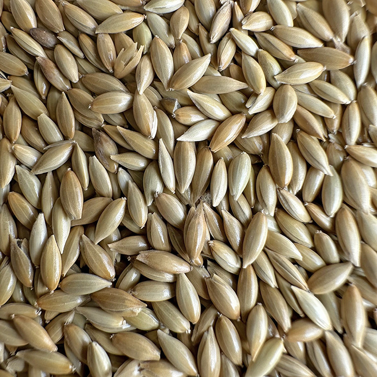 Canary Parrot Bird Food, Grass Seed Oil, White Pointed Millet, Grass Seed, Parrot Bird Food, Budgerigar Cockatiel Food