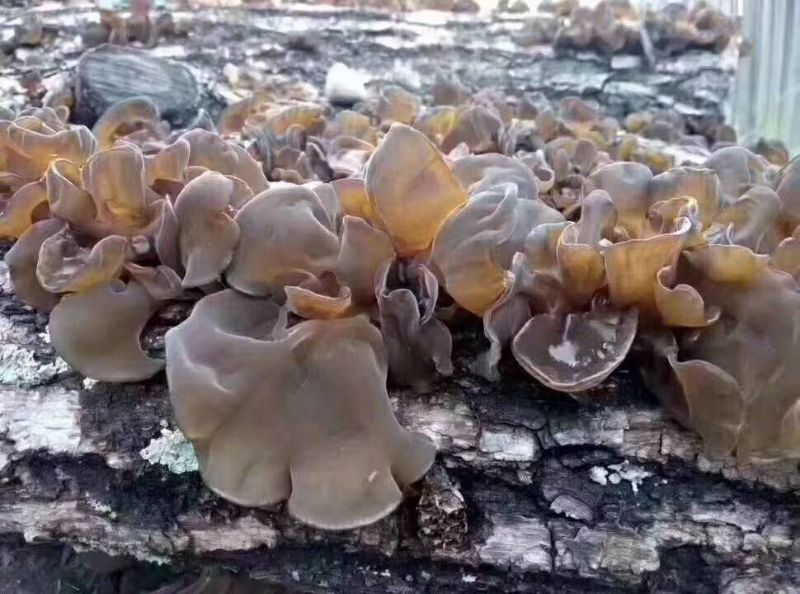 Black Fungus Autumn Ear Mummy Wood Ears In The North East Of The Agaric Tree Fungus