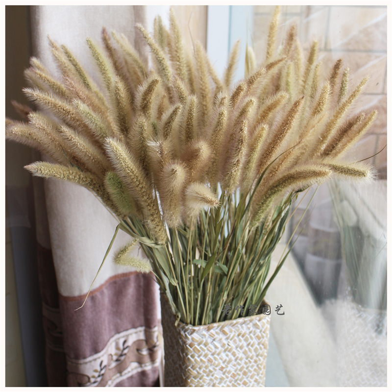 Dried Dog Tail Grass, Soft Decoration Materials, Floral Scene Arrangement, Rustic Natural Plants, Natural Dried Flower Bouquet