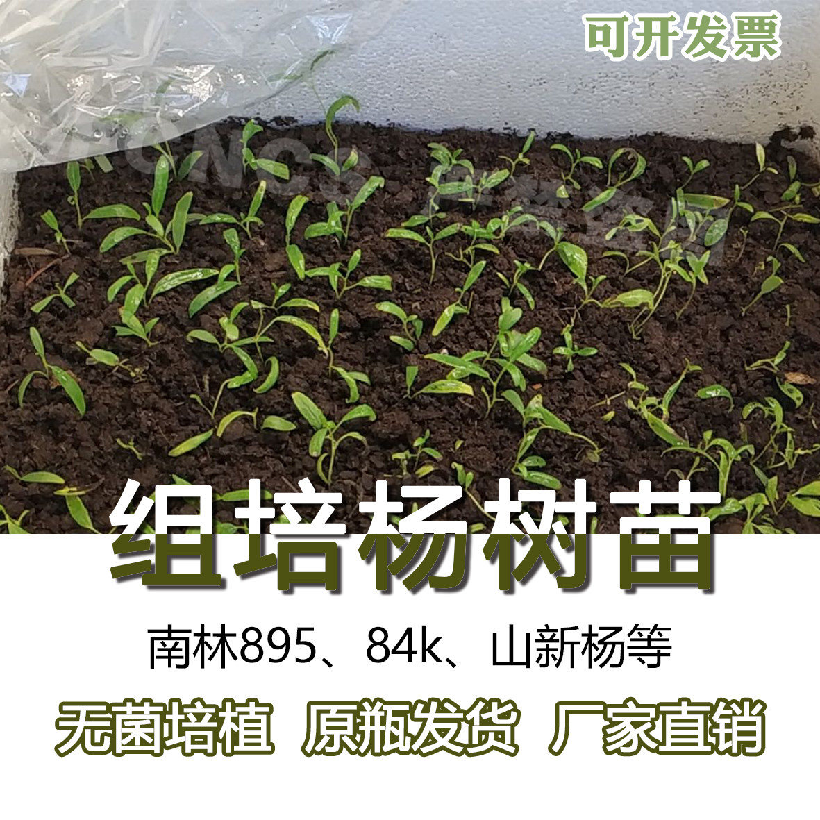 杨树组培苗毛果杨 南林895，84k，214，山新杨等 无菌组培 不包邮