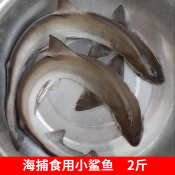 Fresh baby shark eating shark seafood