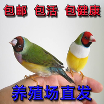 Living Bird Hand Raised Bird Pet Bird Seven Color Wenbird ten Sisters Bird Pearl Bird Green Back Golden Back Blue Back