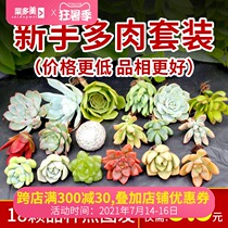 Succulents combination potted indoor set with potted good quality flowers Green plants Big good meat meat package