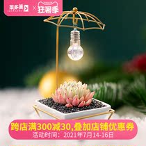 Succulent potted plants Indoor potted plants Good creative personality umbrella type bulb combination package includes pot with soil