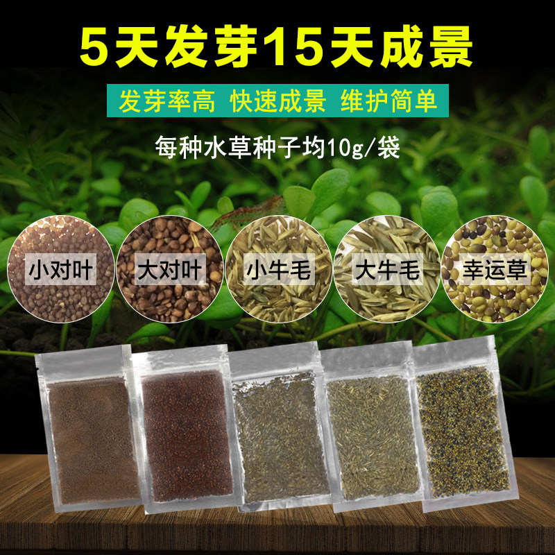 Fish tank Water grass seed Fresh water Scenery Water Grass Seed All Season Niu Mao Pair of Leaf Lucky Grass Dwarf Pearl No Soil Seed