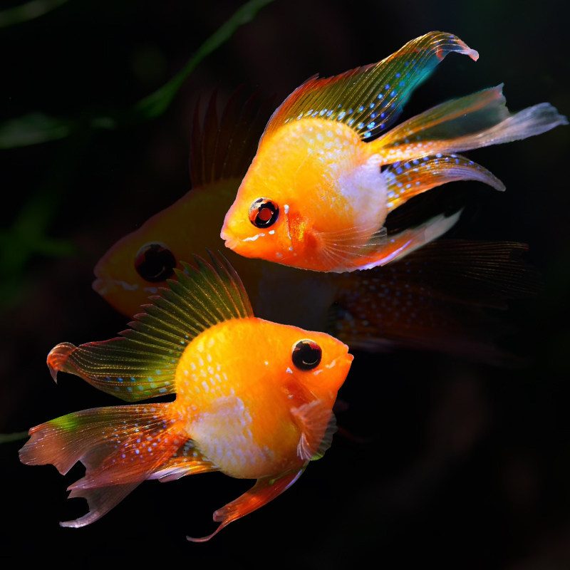 small ornamental fish